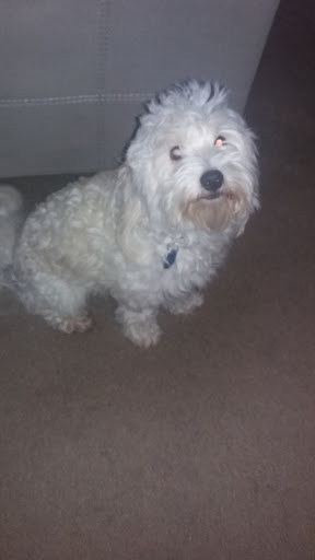 Pet Supply Store «PetSmart», reviews and photos, 860 NE Mall Blvd, Hurst, TX 76053, USA