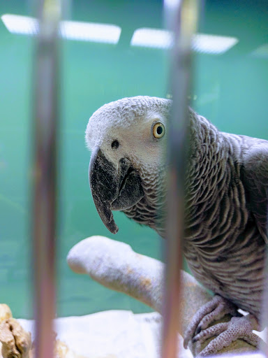 Pet Store «safari pets», reviews and photos, 808 W Main St, Cabot, AR 72023, USA