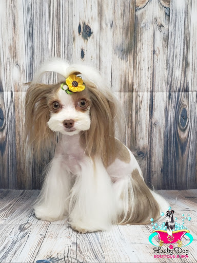 Dog Day Care Center «Lucky Dog Boutique & Spa», reviews and photos, 4503 Chumuckla Hwy, Pace, FL 32571, USA