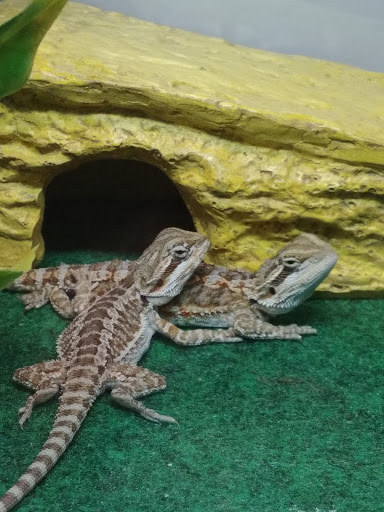 Pet Supply Store «Pet Supplies Plus», reviews and photos, 6030 Central Ave Suite A, Portage, IN 46368, USA