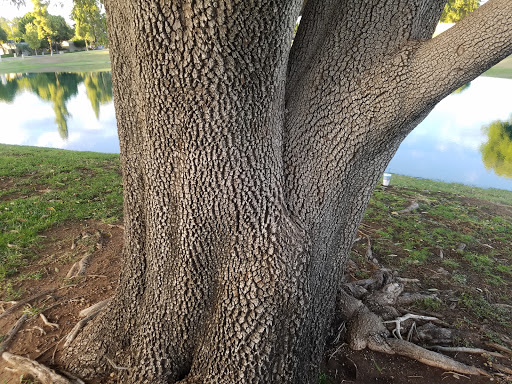 Golf Course «Dobson Ranch Golf Course», reviews and photos, 2155 S Dobson Rd, Mesa, AZ 85202, USA