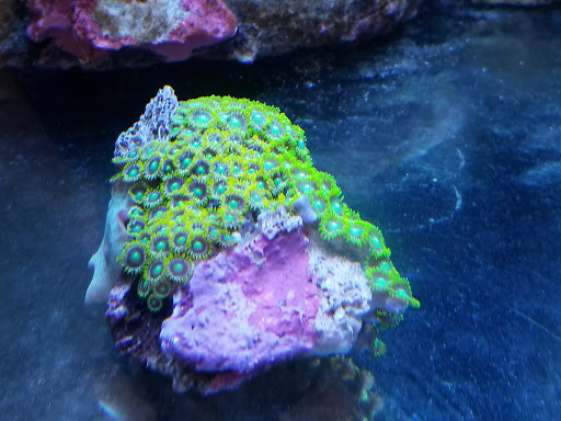 Aquarium Shop «Aquarium Arts», reviews and photos, 1810 W Baseline Rd #1, Mesa, AZ 85202, USA