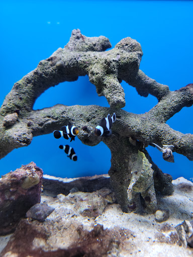 Pet Store «Pets Plus Inc», reviews and photos, 2610 Jefferson Davis Hwy, Stafford, VA 22554, USA