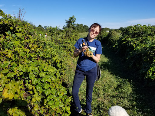 Vineyard «Martin Vineyards», reviews and photos, 213 Martin Farm Ln, Knotts Island, NC 27950, USA