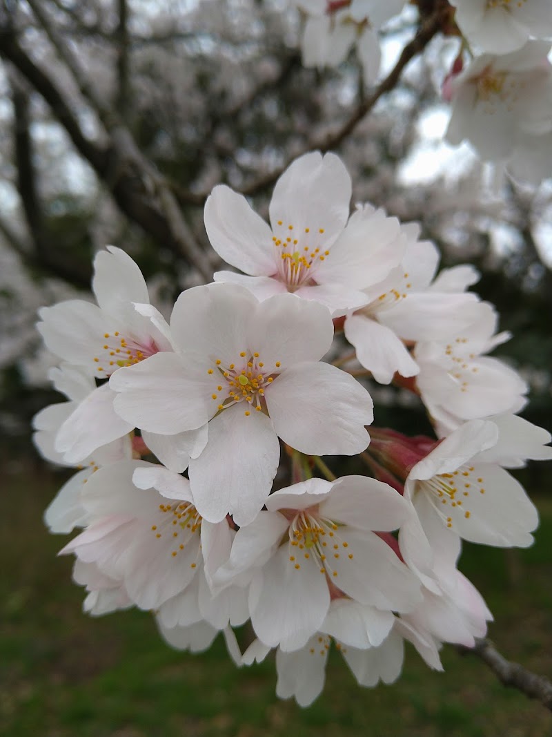 舞平公園