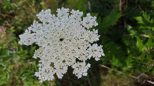 State Park «Nasketucket Bay State Reservation», reviews and photos, Brandt Island Rd,, Mattapoisett, MA 02739, USA