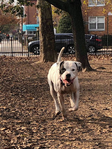 Photo of DOG TRAINING, WALKING AND SITTING