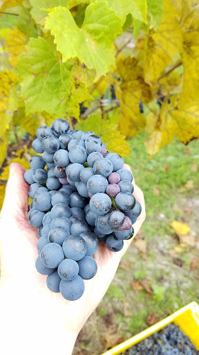 Winery «Demarest Hill Winery», reviews and photos, 81 Pine Island Turnpike, Warwick, NY 10990, USA