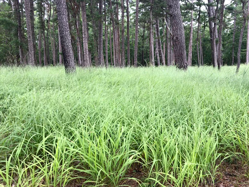 Community Park «Wells Mills County Park», reviews and photos, 905 Wells Mills Rd, Waretown, NJ 08758, USA