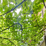 Photo n°6 de l'avis de Michele.o fait le 13/07/2022 à 08:37 sur le  Antica Osteria del Pellicano à Bardi