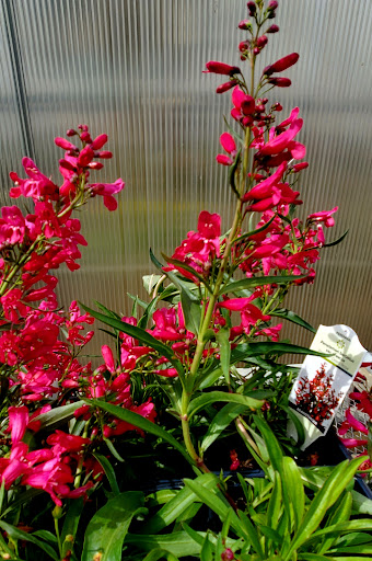 Garden Center «Gregor Farm & Greenhouse Inc», reviews and photos, 2592 Holy Name Dr, Wayzata, MN 55391, USA