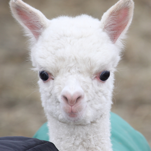 Farm «Painted Sky Alpaca Farm & Fiber Mill», reviews and photos, 95 Knight House Ln, Earleville, MD 21919, USA