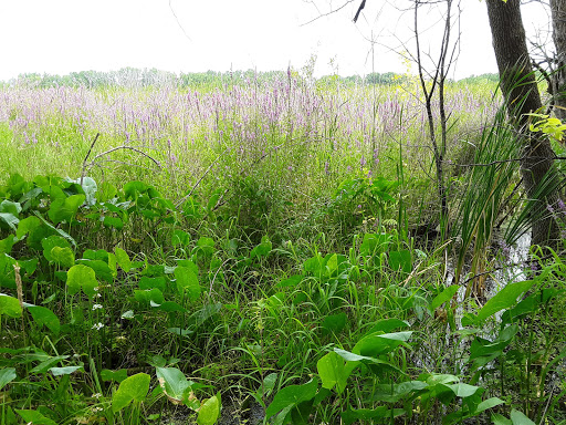 Park «Bass Lake Park», reviews and photos, 3450 Glenhurst Ave, Minneapolis, MN 55416, USA