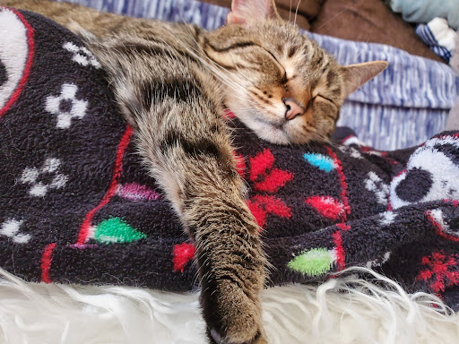 Pet Supply Store «Pet Source», reviews and photos, 620 Constitution Ave, Littleton, MA 01460, USA