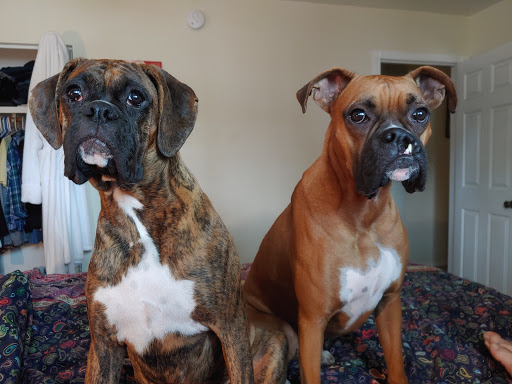 Pet Supply Store «Pawpular Companions Pet Supplies», reviews and photos, 21950 E Country Vista Dr, Liberty Lake, WA 99019, USA