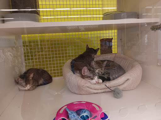 Pet Supply Store «Petco Animal Supplies», reviews and photos, 5481 Lone Tree Way, Brentwood, CA 94513, USA