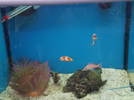 Pet Supply Store «Petco Animal Supplies», reviews and photos, 845 S Arroyo Pkwy, Pasadena, CA 91105, USA