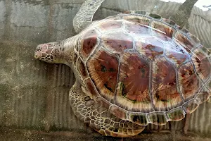 Tambak Sari Turtle island image