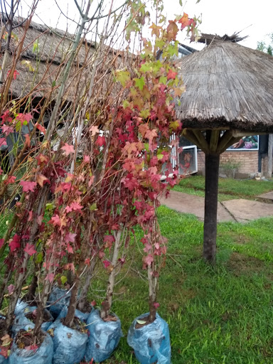 Vivero TerraFlor