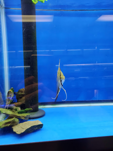 Pet Store «Corals and Fins», reviews and photos, 5011 W Hillsborough Ave, Tampa, FL 33634, USA