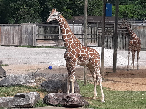 Zoo «Knoxville Zoological Gardens», reviews and photos, 3500 Knoxville Zoo Dr, Knoxville, TN 37914, USA