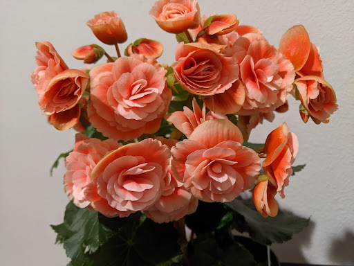 Florist «Cherry Lane Nursery», reviews and photos, 436 Traffic Way, Arroyo Grande, CA 93420, USA