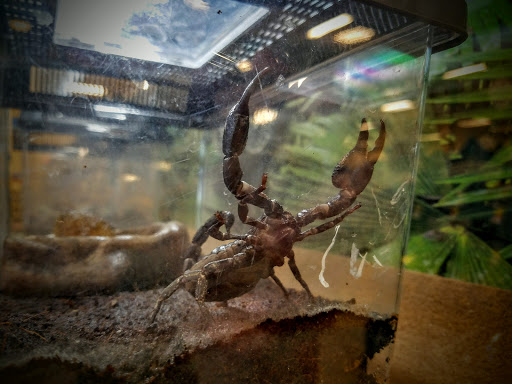 Pet Supply Store «PetSmart», reviews and photos, 2901 Texas Sage Trail, Fort Worth, TX 76177, USA