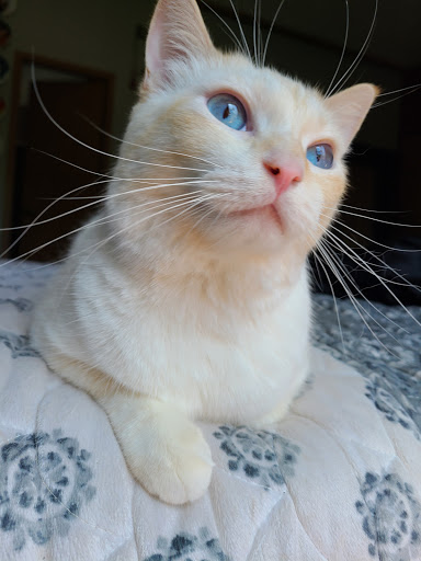 Pet Store «Exclusive Pet Supply», reviews and photos, 21829 NE Halsey St, Fairview, OR 97024, USA