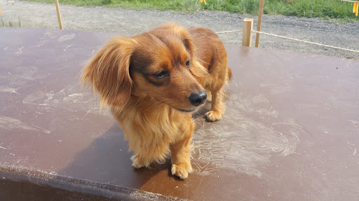 Park «Powell Butte Nature Park», reviews and photos, 16160 SE Powell Blvd, Portland, OR 97236, USA