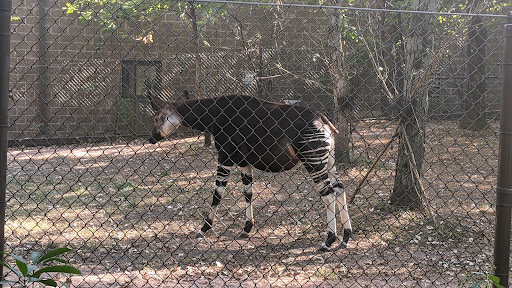 Zoo «Habitat Africa! The Forest», reviews and photos, 3300 Golf Rd, Brookfield, IL 60513, USA