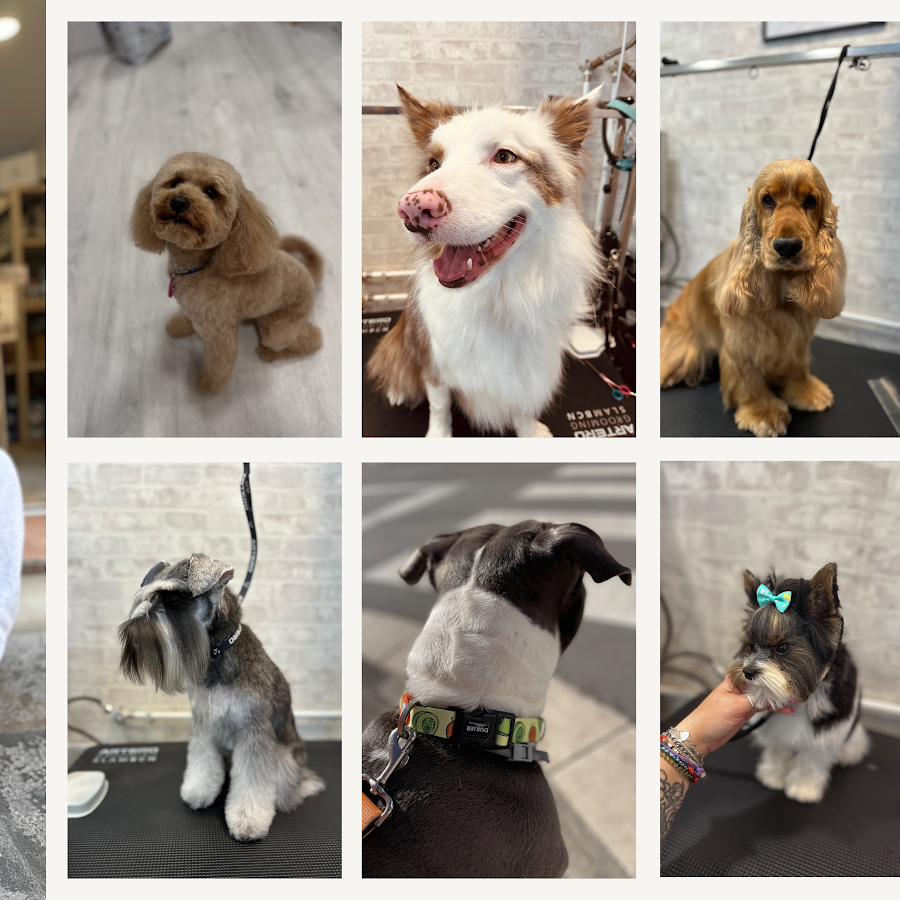 Peluquería canina 🐩 | Alimentación natural 🥩 | Accesorios para mascotas 🐕| Doggy Center