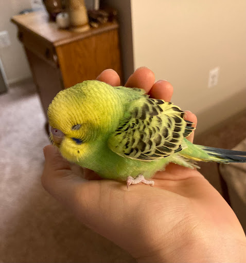 Pet Supply Store «PetSmart», reviews and photos, 1700 Fruitville Pike, Lancaster, PA 17601, USA