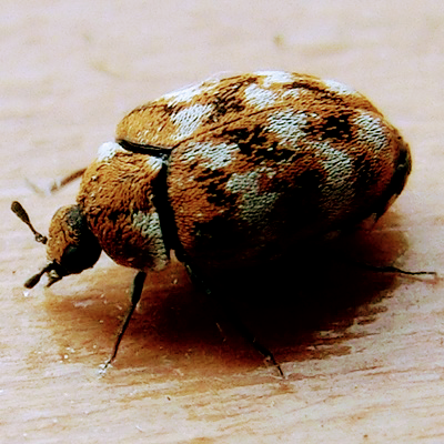 A1 Pest Management: Pest Control In & Around Ipswich