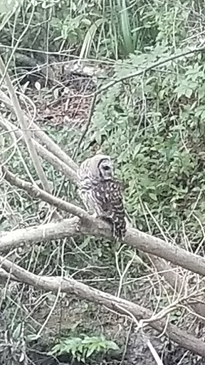 Park «Hammock Park», reviews and photos, 1945 San Mateo Dr, Dunedin, FL 34698, USA