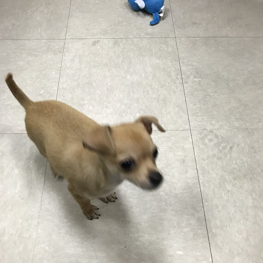 Pet Store «Petland», reviews and photos, 920 Hebron Rd, Heath, OH 43056, USA