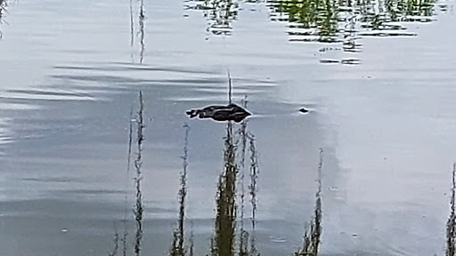 Golf Course «The Claw at USF», reviews and photos, 13801 N 46th St, Tampa, FL 33613, USA