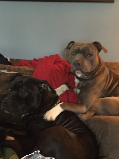 Pet Supply Store «Pet Supplies Plus», reviews and photos, 22381 Pontiac Trail, South Lyon, MI 48178, USA