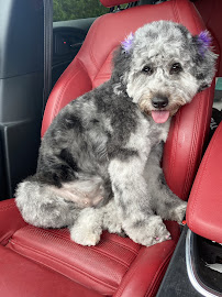 Riverside Pet Salon & Boarding - Photo 8 - Car repair in Sebastian, FL, Palm Bay