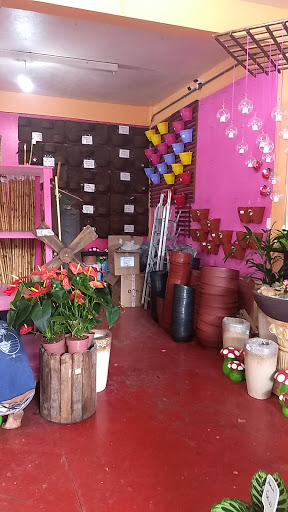 Loja de flores secas Manaus