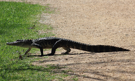 Park «Sheldon Lake State Park and Environmental Learning Center», reviews and photos, 14140 Garrett Rd, Houston, TX 77044, USA