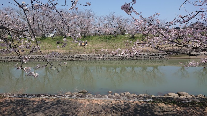 城井川堤防桜並木