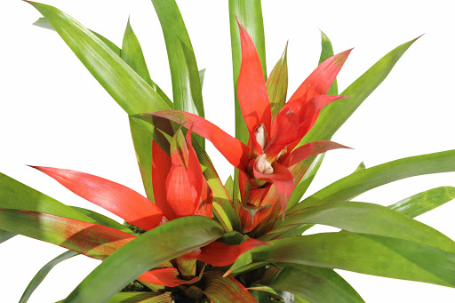 Florist «Avalon Flowers», reviews and photos, 1257 N Avalon Blvd, Wilmington, CA 90744, USA