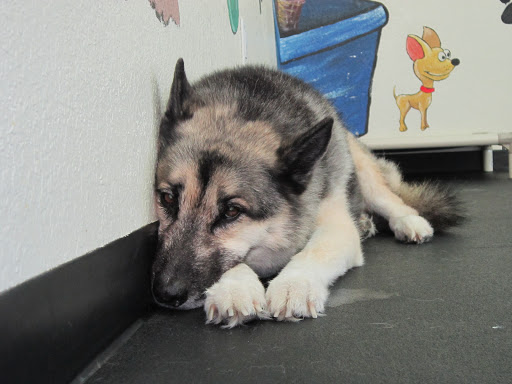 Veterinarian «PetCoral Resort and Veterinary», reviews and photos, 924 Del Prado Blvd, Cape Coral, FL 33990, USA