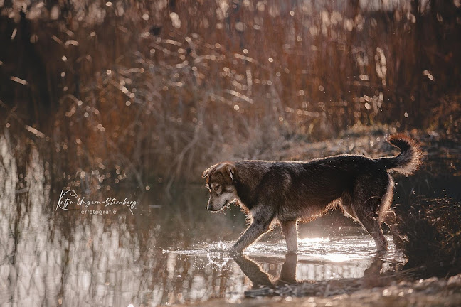 Katja Ungern-Sternberg Tierfotografie - Altstätten