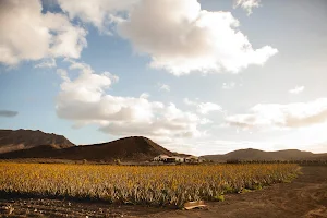 Verdeaurora Bio Farm - Aloe Vera Fuerteventura image