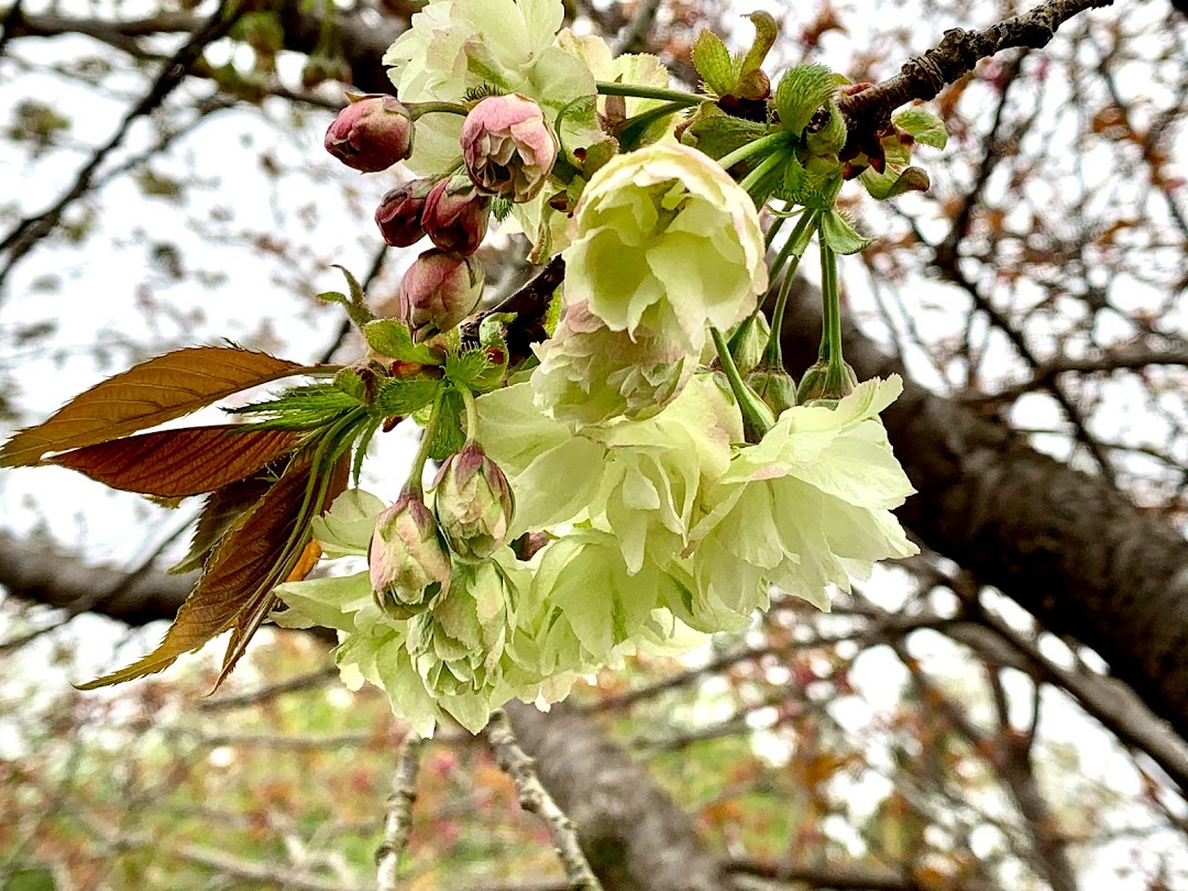 庄司庵公園