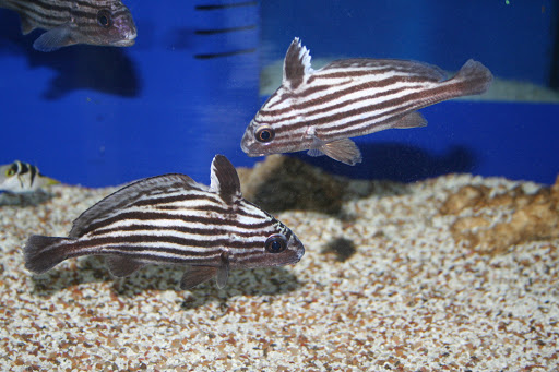 Tropical Fish Store «Aquatic Treasures/Bruces Pond Shop», reviews and photos, 20708 Gudith Rd, Brownstown Charter Twp, MI 48183, USA