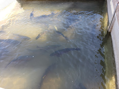 Mokelumne River Hatchery