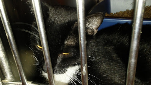 Pet Supply Store «PetSmart», reviews and photos, 3540 Youngfield St, Wheat Ridge, CO 80033, USA