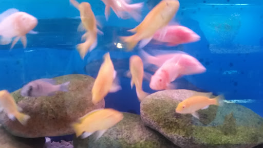 Tropical Fish Store «Golden Fish Aquariums», reviews and photos, 7145 W Colfax Ave, Lakewood, CO 80214, USA